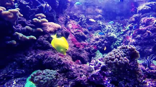 Kolorowe tropikalne ryby — Wideo stockowe