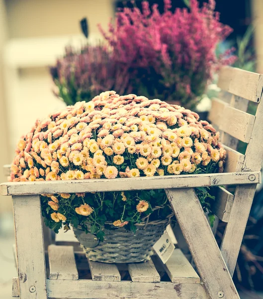 Blommor i korg ställning — Stockfoto