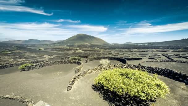 Timelapse de viñedos en Lanzarote Island — Vídeo de stock