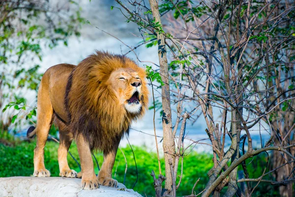 Potente leone — Foto Stock