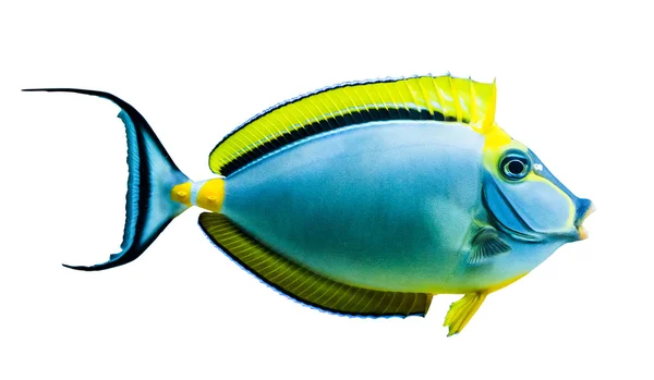 Peces tropicales — Foto de Stock