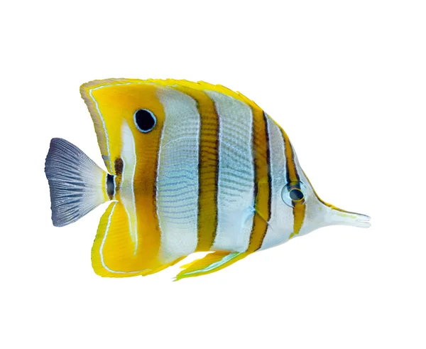 Tropical fish — Stock Photo, Image