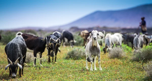 Cabras no prado — Fotografia de Stock