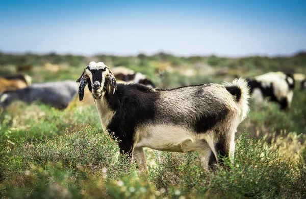 Goats on the meadow — Stock Photo, Image