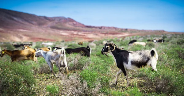 Çayırdaki keçiler — Stok fotoğraf