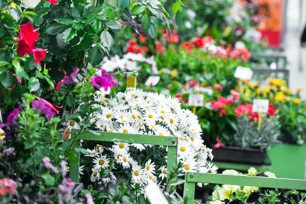 Buquê de margaridas entre o shopping de flores — Fotografia de Stock