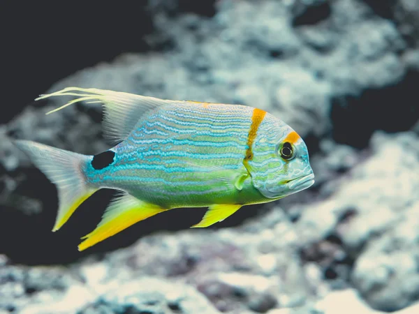 Peces tropicales — Foto de Stock