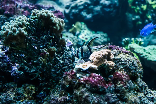 Peixes tropicais — Fotografia de Stock