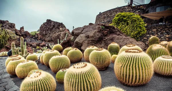 Jardín de cactus — Foto de Stock