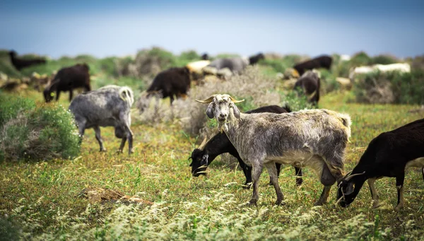 Çayırdaki keçiler — Stok fotoğraf