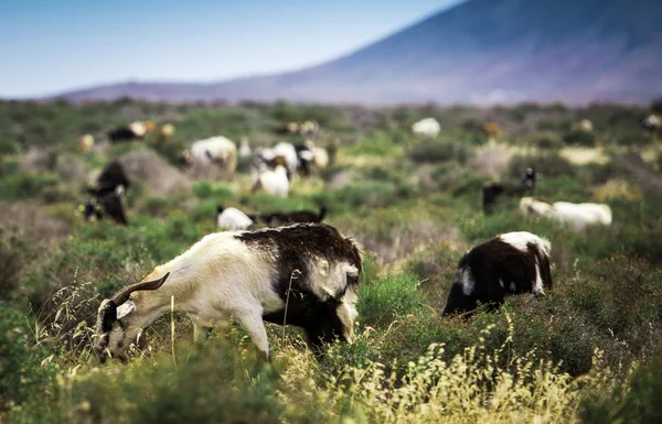 Cabras en el prado — Foto de Stock