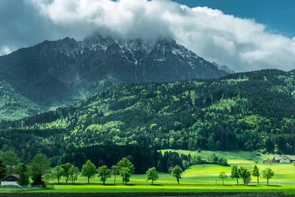 Wunderbarer Bergwald — Stockfoto