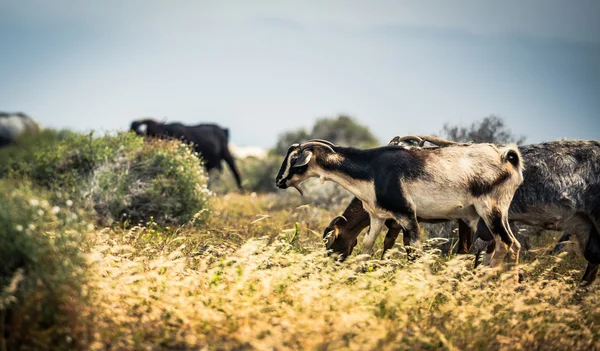 Cabras en el prado — Foto de Stock