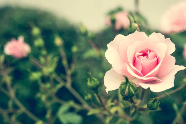 Rosa fiore di rosa — Foto Stock