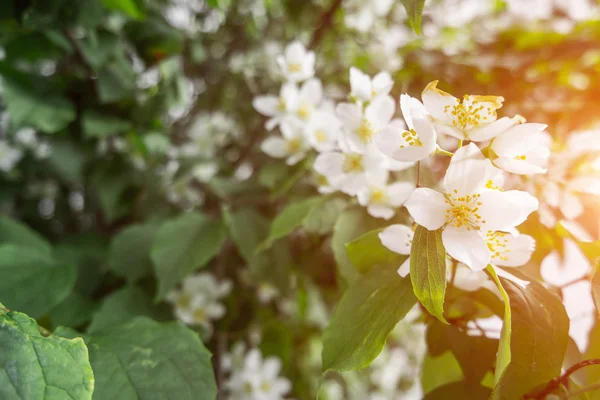 Blossomung cherry tree — Stock Photo, Image