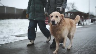 Golden Retriever Sahipleriyle Kışın Şehir Parkı 'nda Yürüyüş
