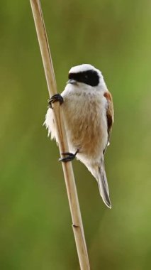 Küçük kuş Remiz, arka planı bulanık ve dikey bir videoyla Reed 'in üzerinde oturuyor.