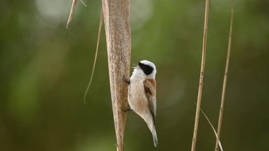 Küçük kuş bir dalda oturup şarkı söylüyor.