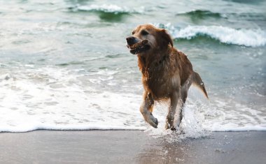 Kumsalda sahil kıyısında koşan sevimli Golden Retriever