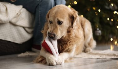Mutlu Golden Retriever Köpek Oynuyor ve Noel Baba Şapkası ile Isırıyor