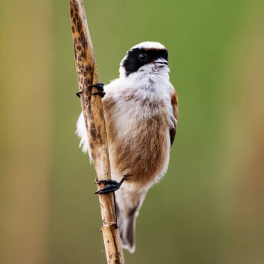 Küçük kuş Remiz, geçmişi bulanık bir şekilde Reed 'in üzerinde oturuyor.