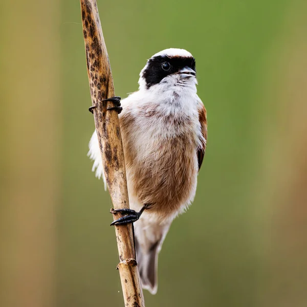 Küçük kuş Remiz, geçmişi bulanık bir şekilde Reed 'in üzerinde oturuyor.