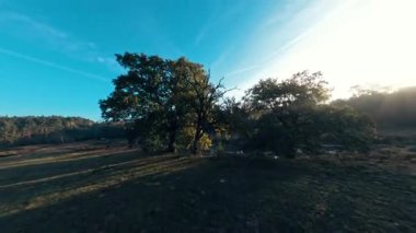 Morning Meadow: Ağaçlar, çalılar ve Fpv Drone Macerası