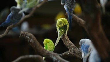 Ağaç Dalındaki Renkli Küçük Papağanlar Tüyleri Temizliyor