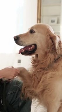 Kadın Ayakkabı Bağcığı Bağlar ve Sevimli Altın Köpek Her Gün Yürümeden Önce, Dikey Video