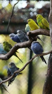 Hayvanat bahçesinde bir dalda oturan renkli papağanlar, dikey video.