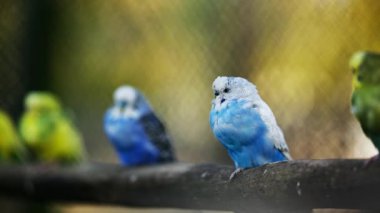 Budgerigar Papağan Sürüsü Bir Dalda Sıraya Oturuyor