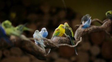 Hayvanat bahçesindeki bir dalda oturan renkli papağanlar.