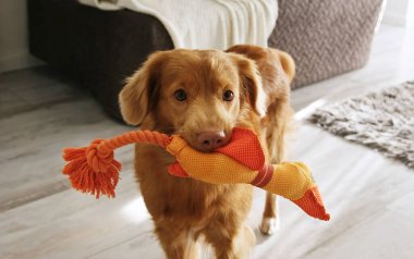 Nova Scotia Tolling av köpeği. Aydınlık odada oyuncak ördekle oynuyor.