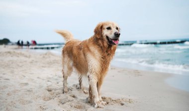 Mutlu, tapılası Golden Retriever Dog kumsalda oynuyor, sahil boyunca yürüyor.