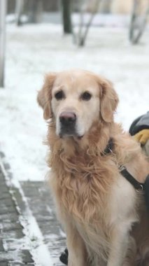 Sevimli Altın Avcı Köpek Portresi Karlı bir kış parkında, Dikey Video