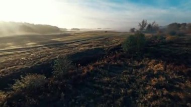 Heyecanlı İHA Sineması: Sabah Çayırında Çalı ve Ağaçların Üzerinde Yaz Uçuşu