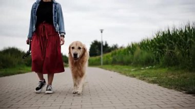 Şirin Golden Retriever sahibi ile birlikte yürüyor. Sevimli Altın Bir Kadına Eşlik Etti