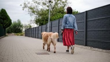 Kız köpekle birlikte sakin bir sokakta yürüyor.