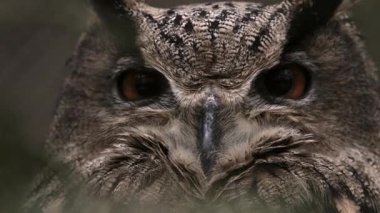 Uzun Kulaklı Baykuş Bir dalda tünemiş Büyük Turuncu Gözleriyle