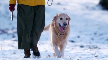 Karlı bir çayırda, kışın karlı bir çayırda altın av köpeğiyle yürüyen bir kadın.