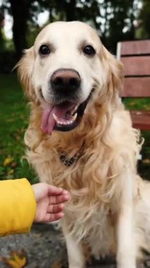 Sonbahar Parkı 'nda dikey video oyunu oynarken sevimli Golden Retriever Dog' dan pençe atmasını isteyen bir kız.