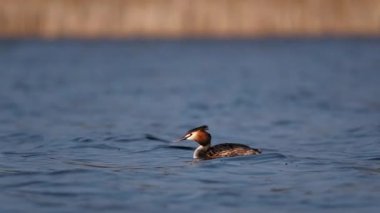 Büyük İbikli Grebe Gölü Pürüzsüz bir şekilde geçiyor