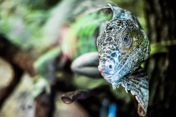 Lagarto cabeza primer plano —  Fotos de Stock