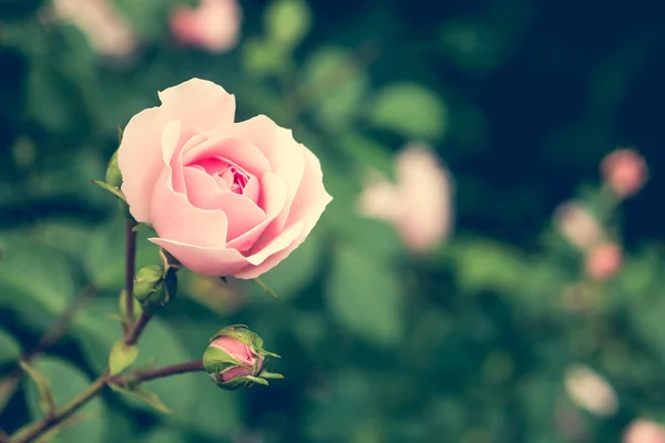 Rosa rosa flor — Fotografia de Stock