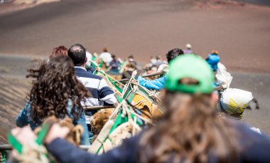 Lanzarote üzerinde deve