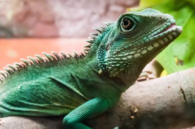 kertenkele bruch terrarium içinde üzerinde