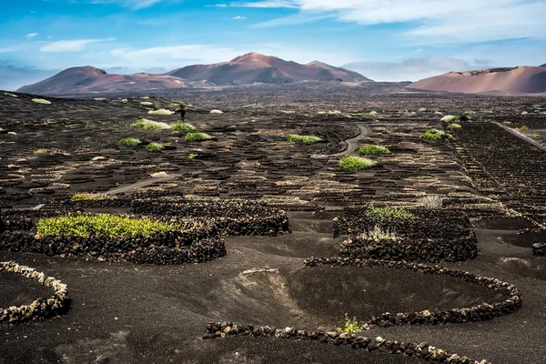 兰萨罗特岛火山山脉附近的葡萄园 — 图库照片