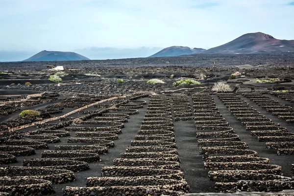 大型火山山脉附近的葡萄园 — 图库照片