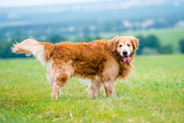 Alan üzerinde Golden Retriever — Stok fotoğraf