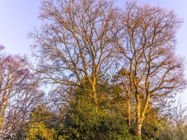Kışın meşe ağaçları, açık gökyüzü ve küçük bulut örtüsü.